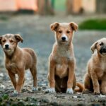 God Hates Dogs (with audio)