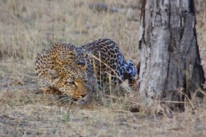 Leopard_stalking