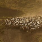 Flock of sheep